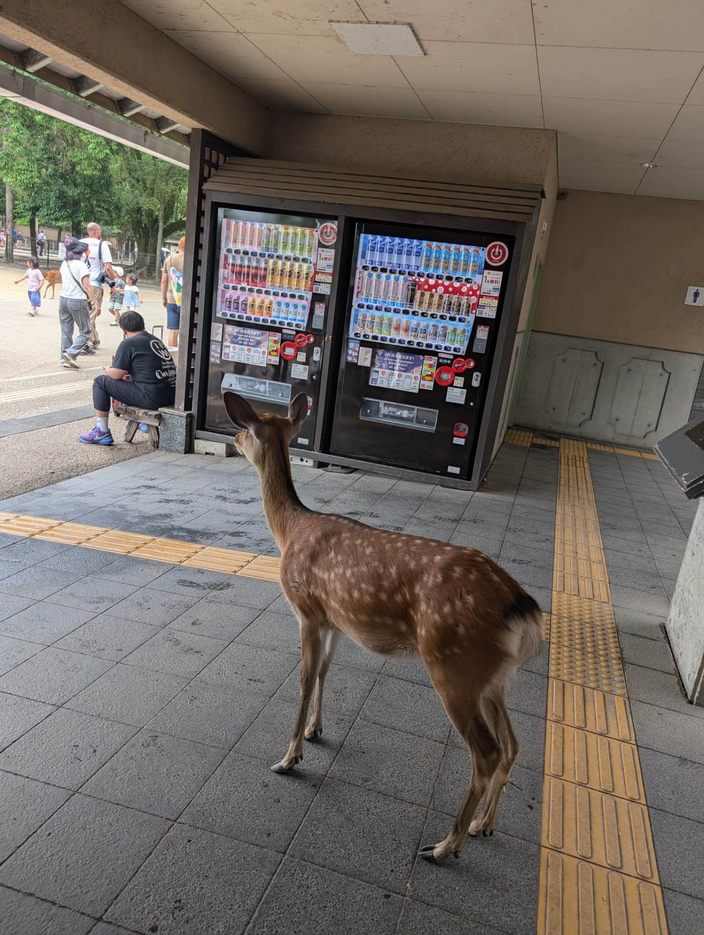 Hjort vid en varuautomat i Nara