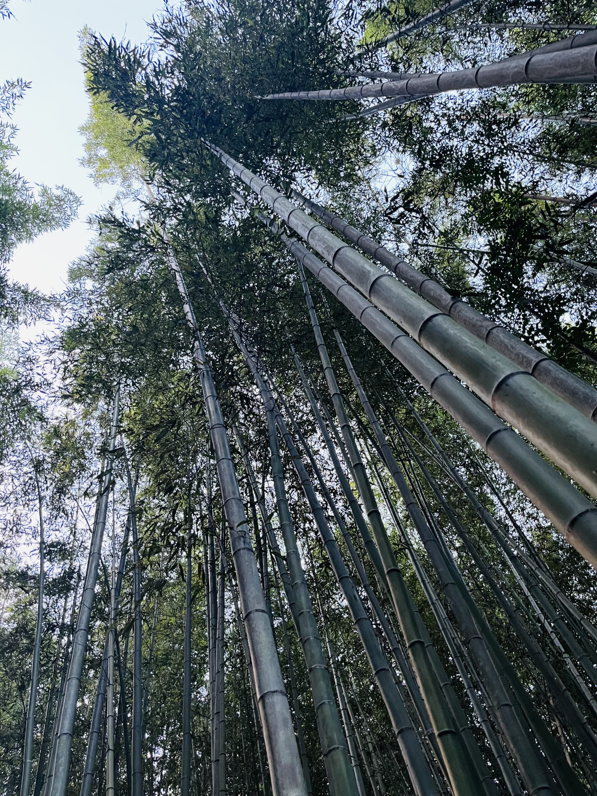 Arashiyama Bamboo Grove