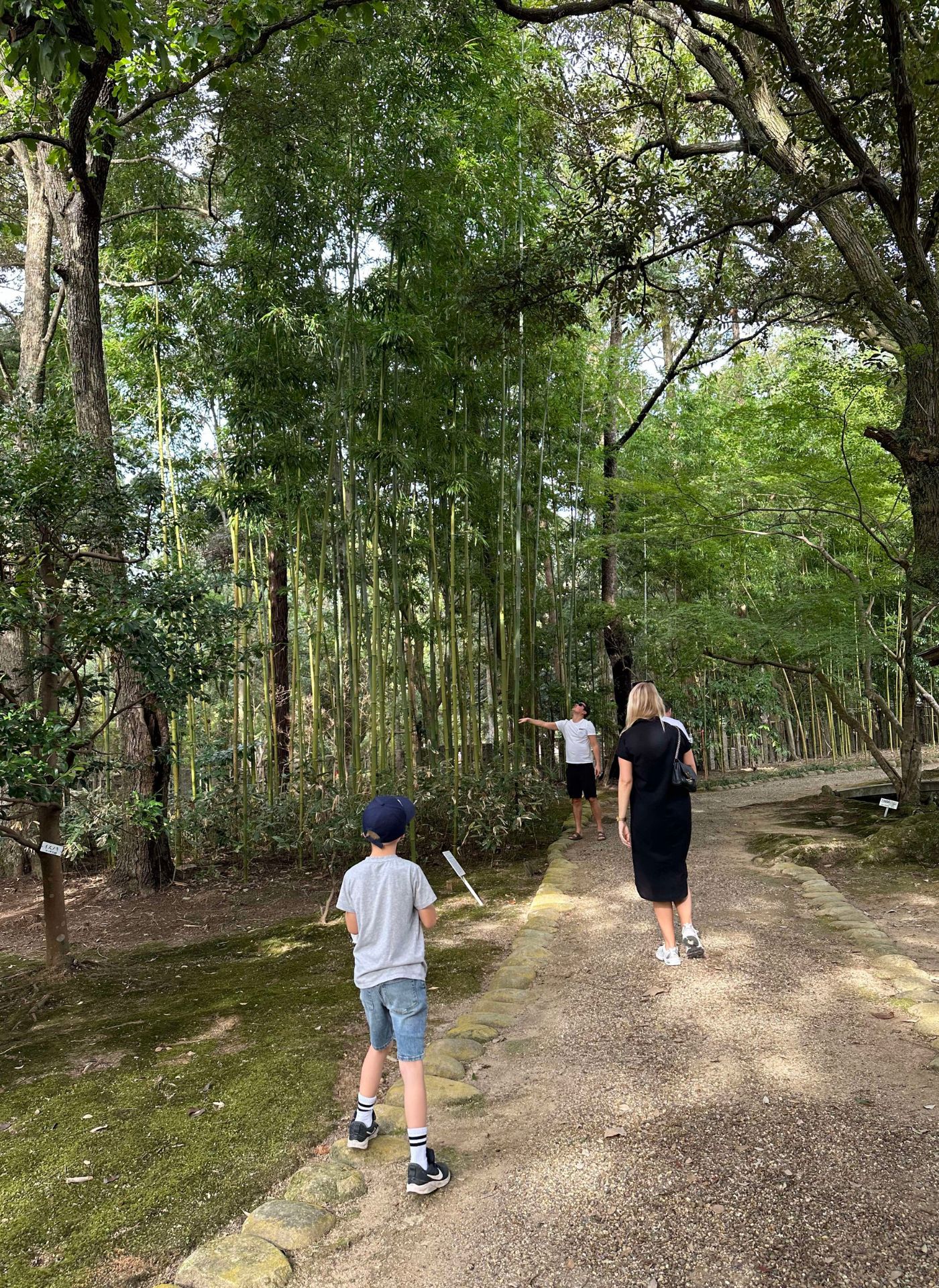 Bambuskogen i Kyoto