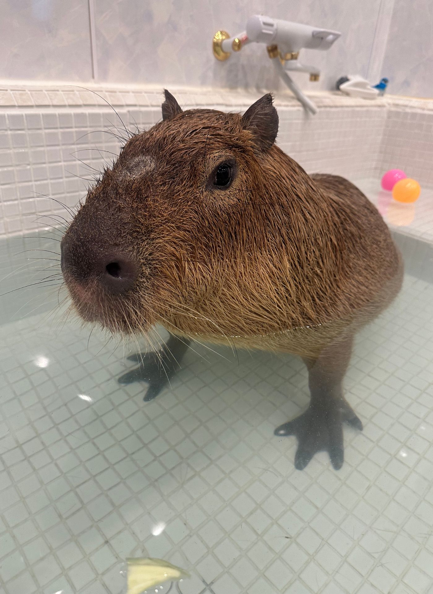 Capybara badar