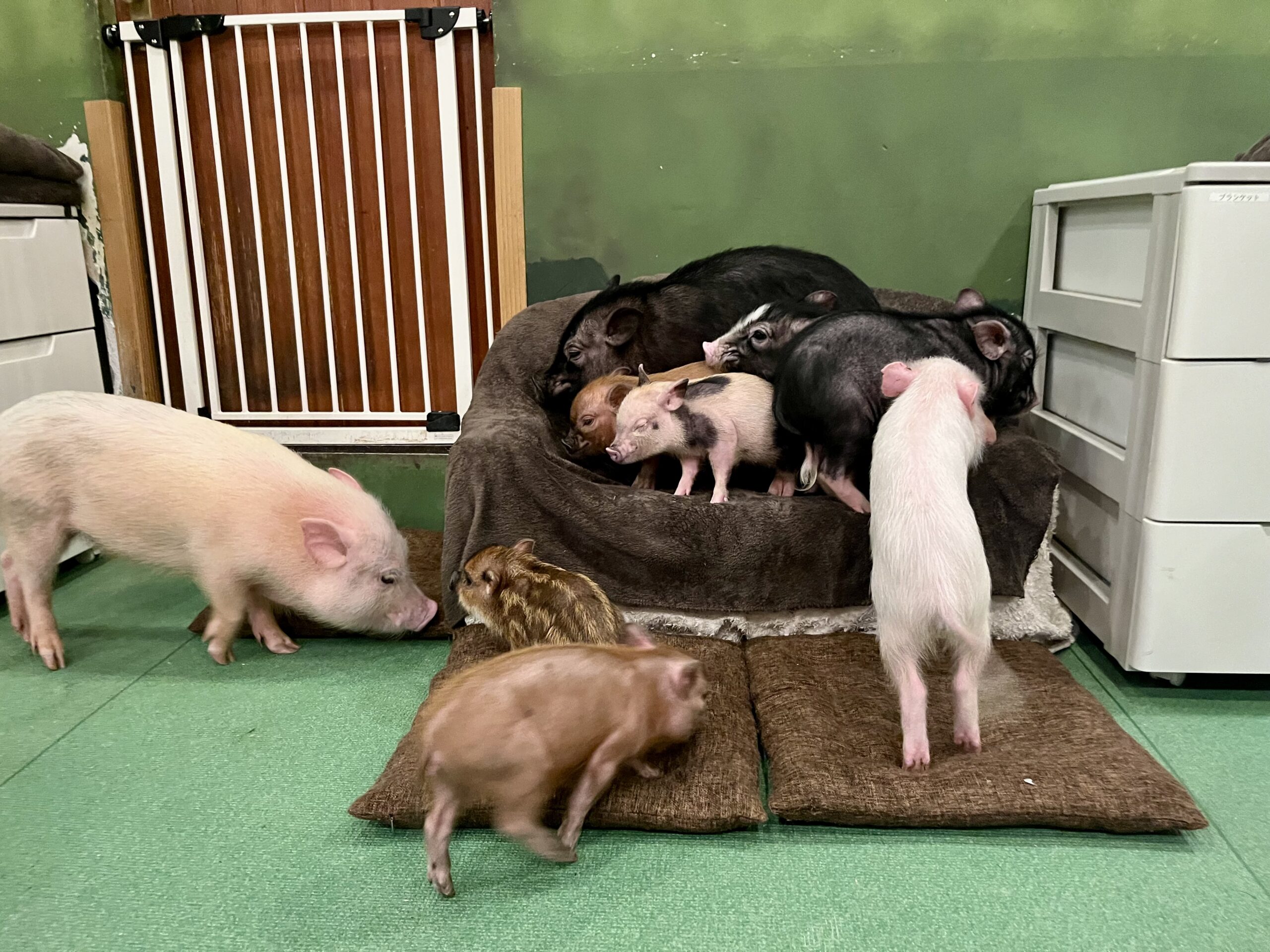 MiPig Café