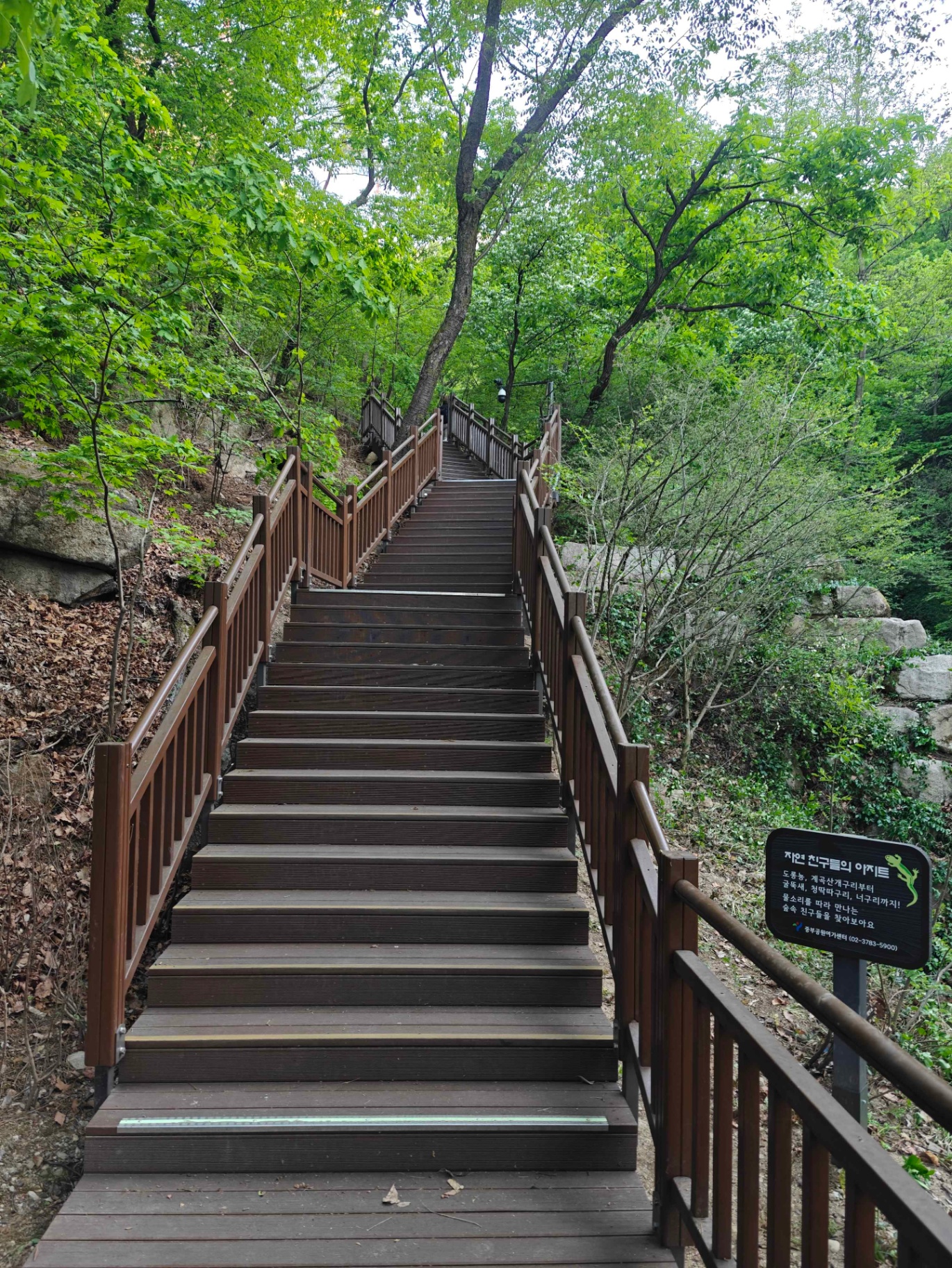 Trätrappa genom skogen på Namsan