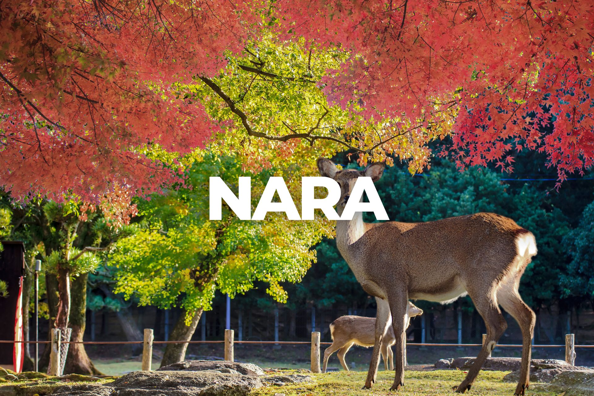 Nara - populär destination i Japan