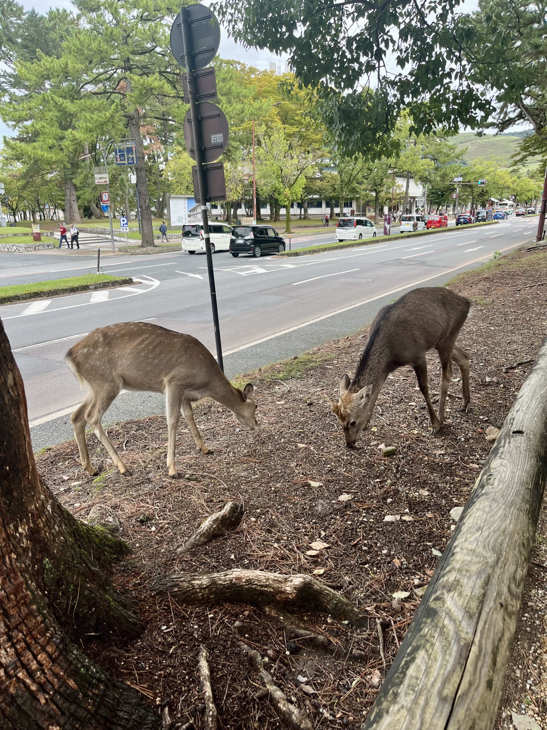 Nara Park