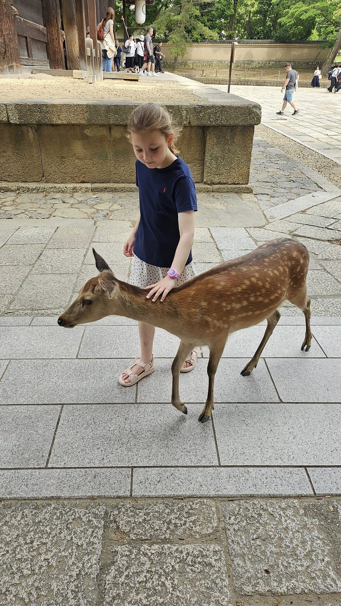 Nara Park-rådjur