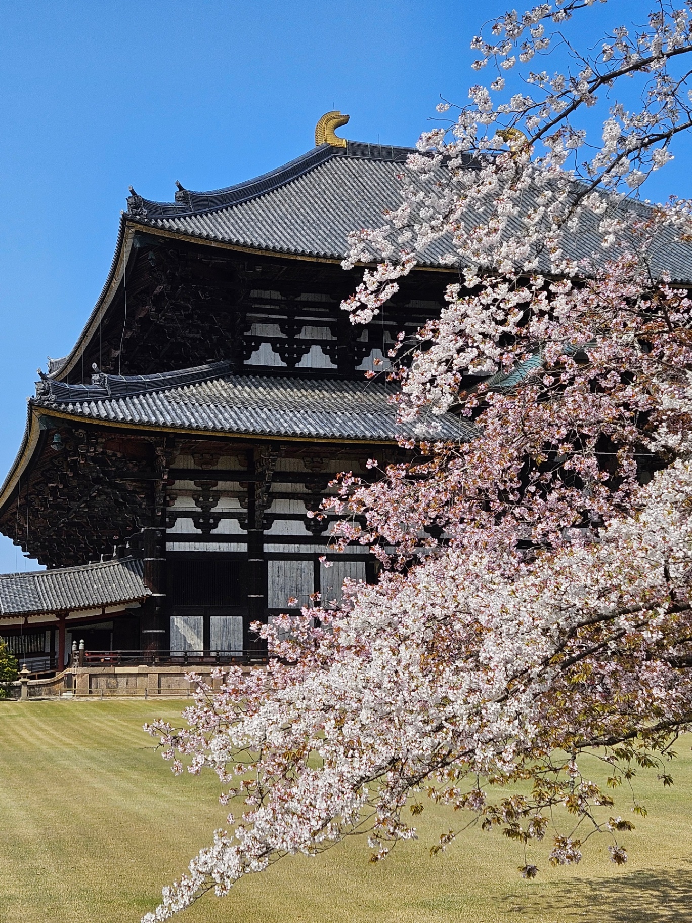 Tempel i Nara med körsbärsblom