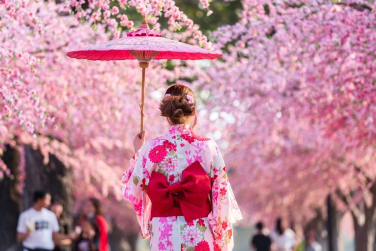 Kvinna med rosa paraply under körsbärsblommor i Japan