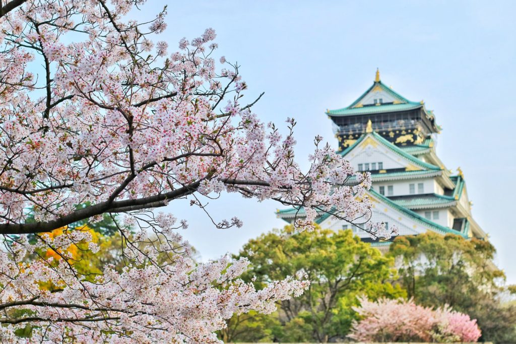 Osaka castle körsbär
