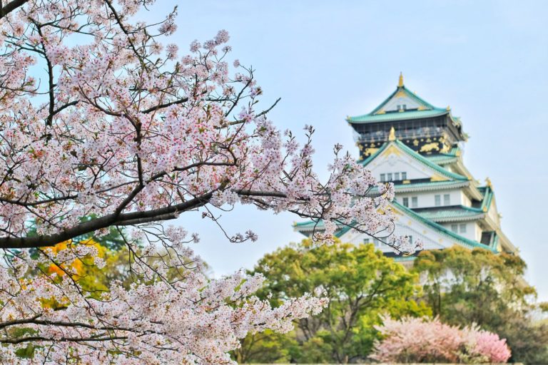 Osaka castle körsbär