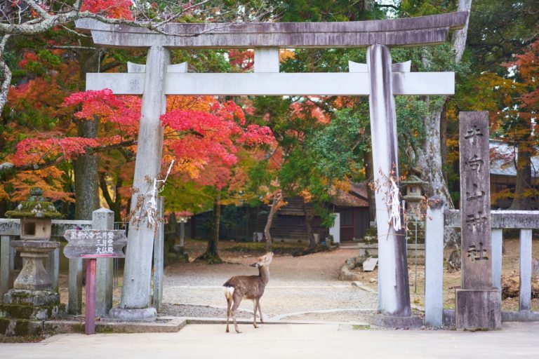 Nara park rådjur